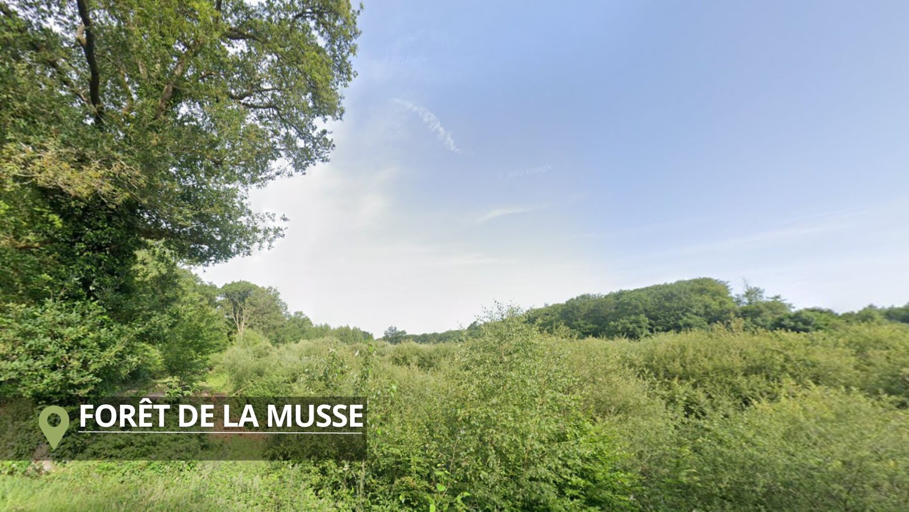 La forêt de la Musse à Baulon