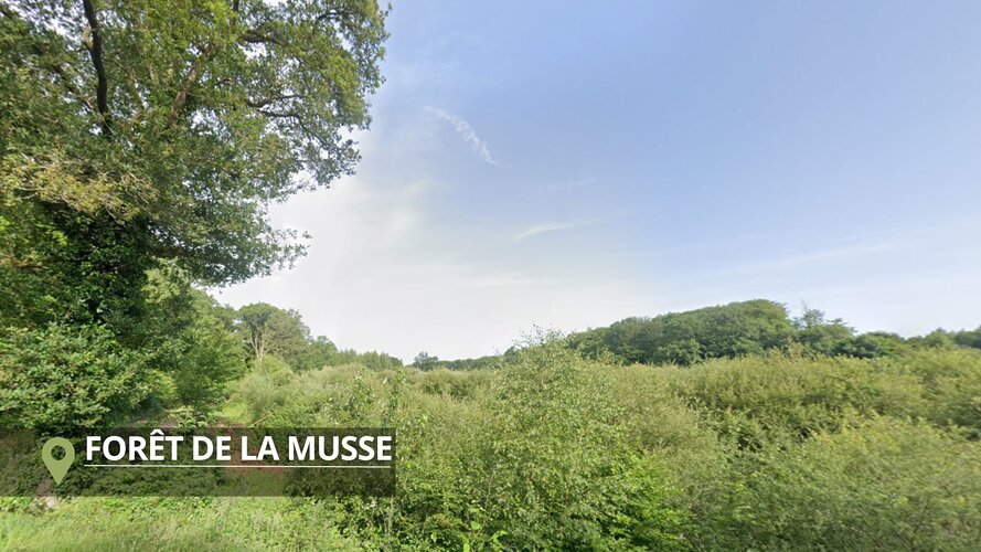 La forêt de la Musse à Baulon