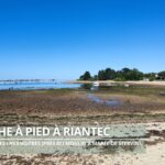 Faire de la pêche à pied à Riantec